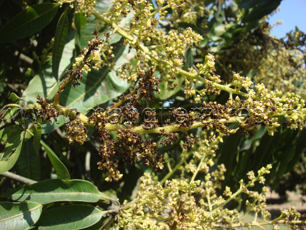 Blossom blight